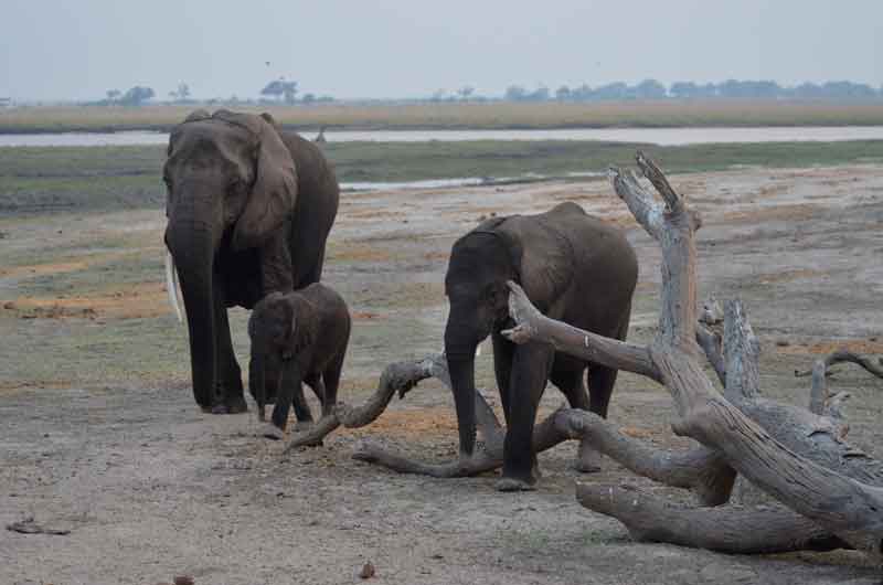 40 - Botswana - elefantes - parque nacional de Chobe